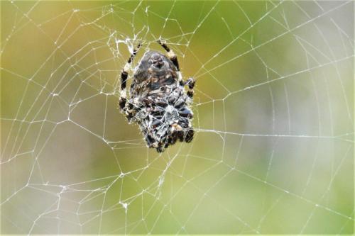 Araneus diadematus